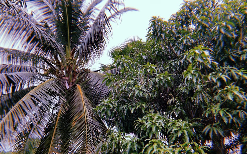 iconoclast article 014