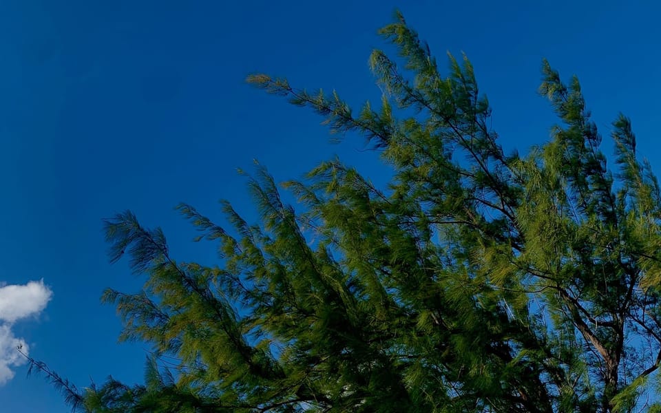 iconoclast article 002