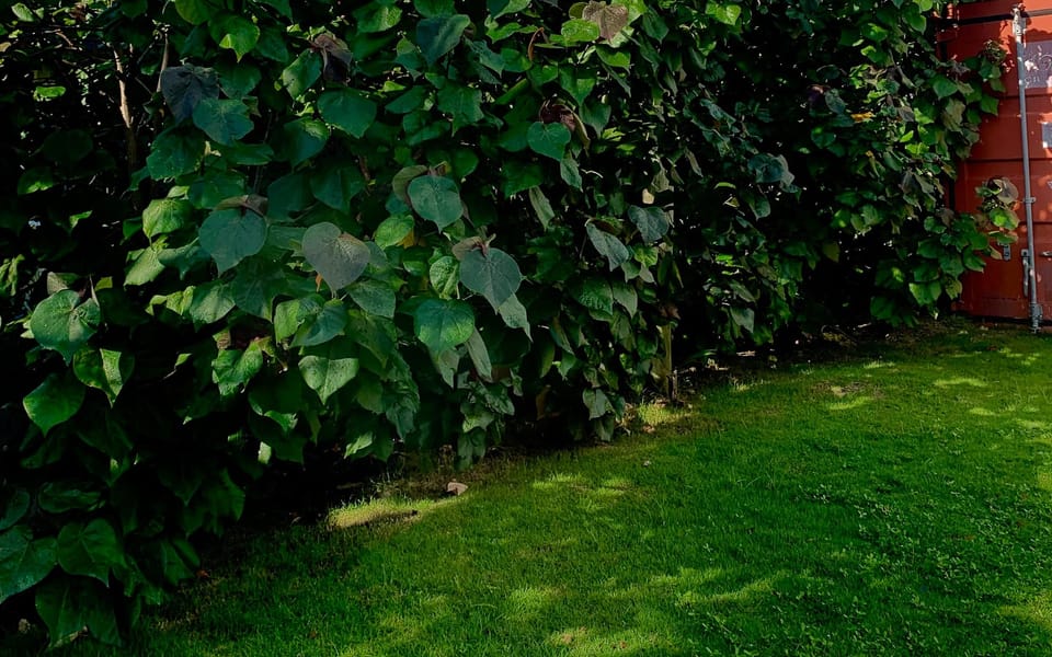 iconoclast article 017