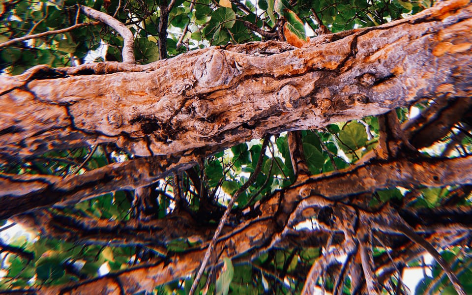 iconoclast article 022