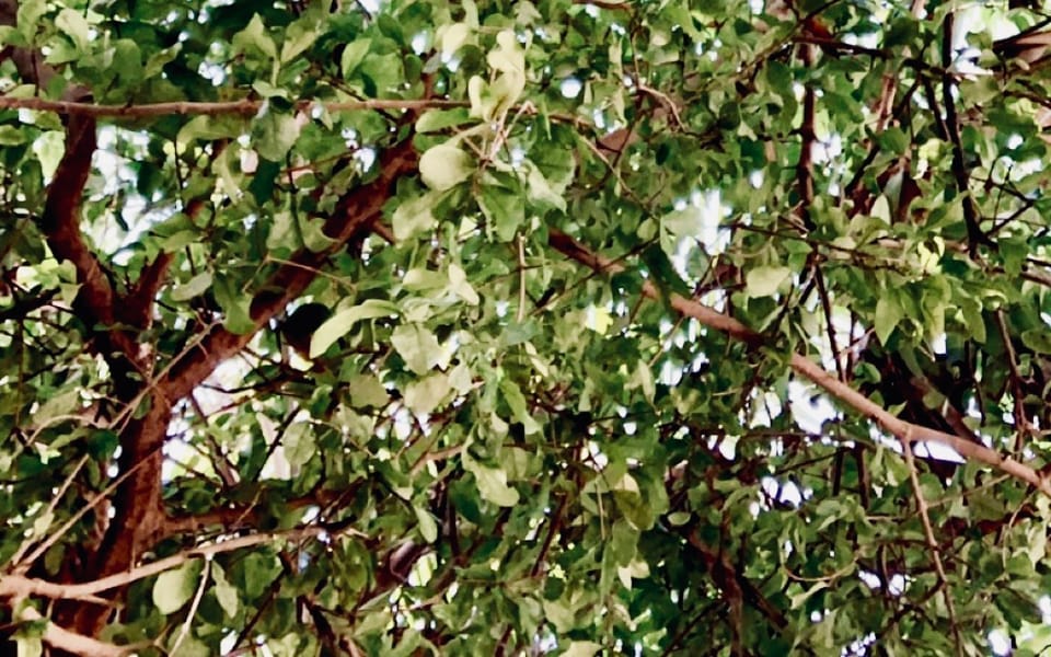 iconoclast article 023