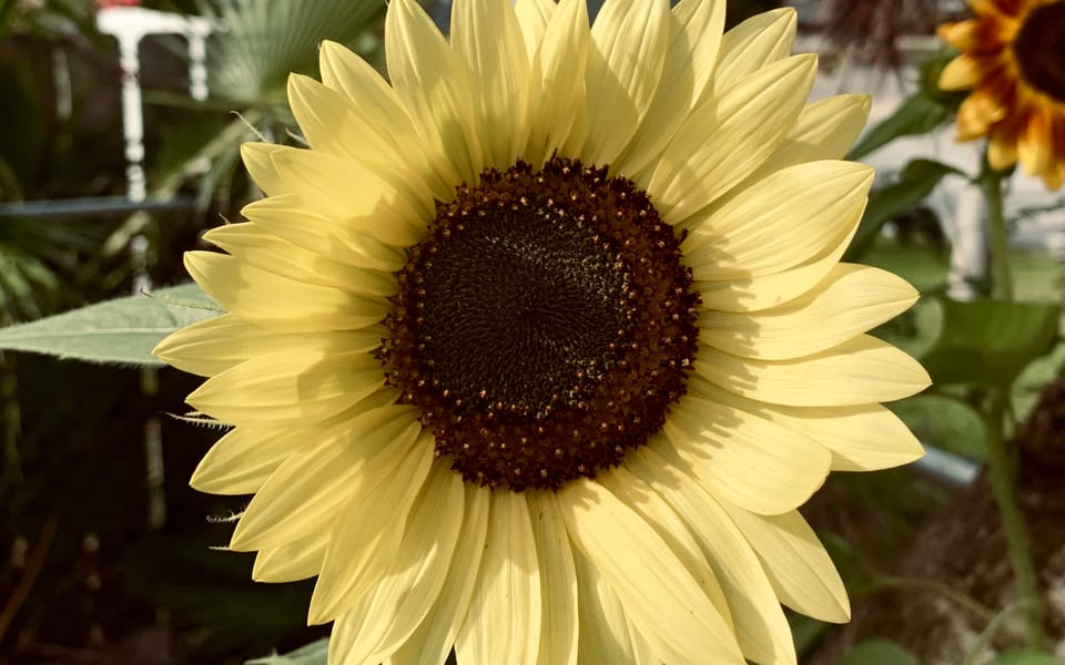 iconoclast article 024