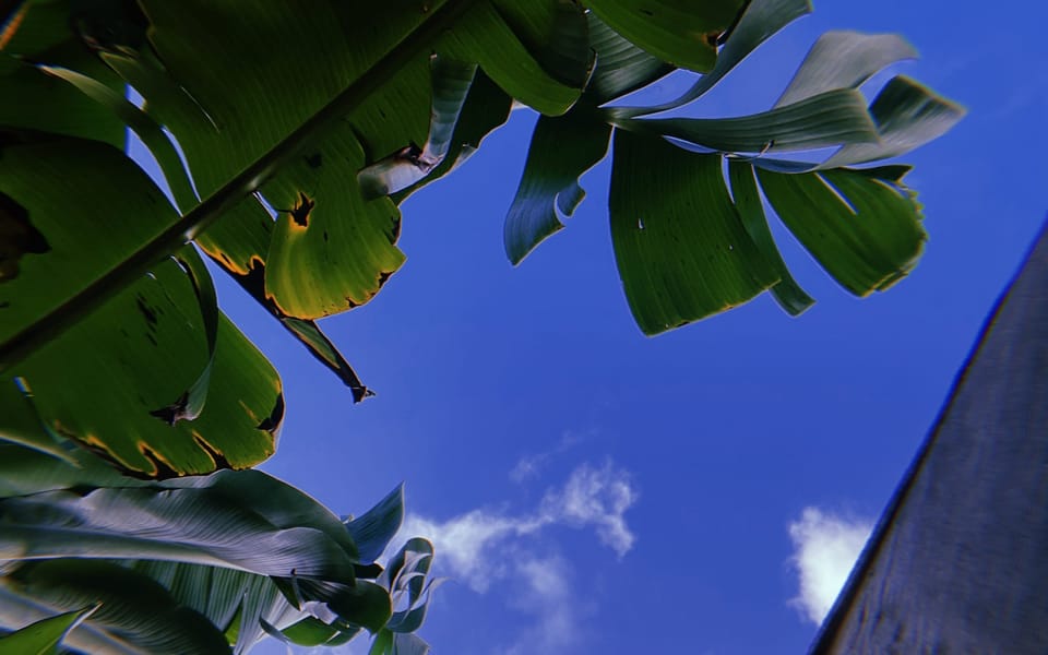 iconoclast article 031